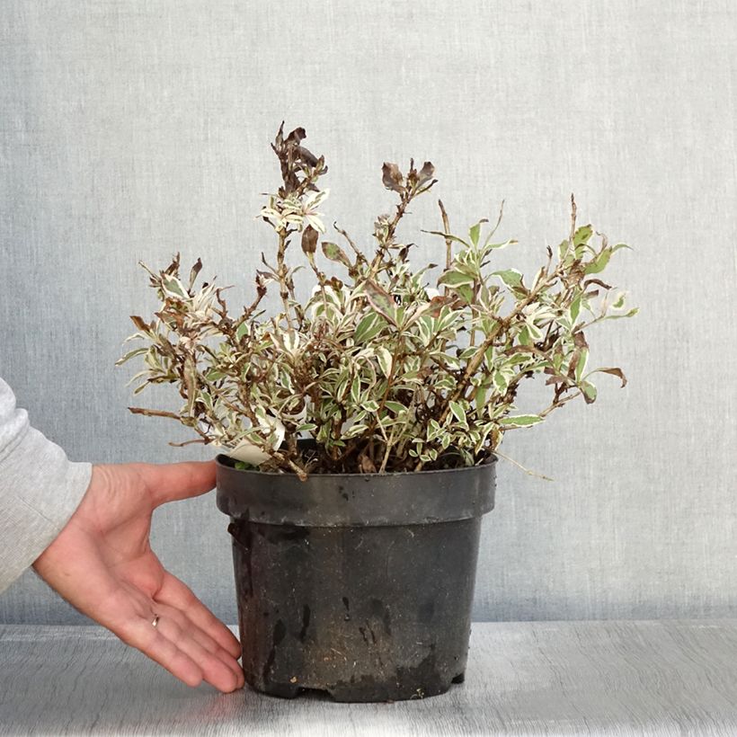 Ejemplar de Weigela florida Monet Verweig Maceta 2L/3L entregado en otoño