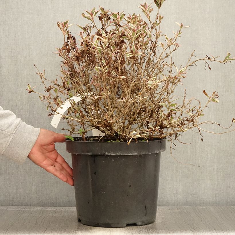 Ejemplar de Weigela florida Monet Verweig Maceta 7,5L/10L entregado en otoño