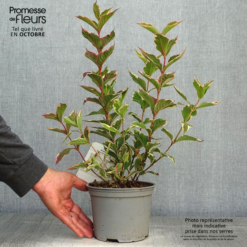 Ejemplar de Weigela florida Nana Variegata Maceta 2L/3L entregado en otoño