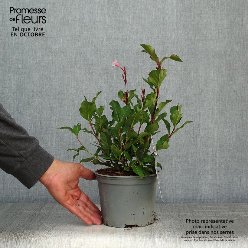 Ejemplar de Weigela florida Polka Maceta 2L/3L entregado en otoño
