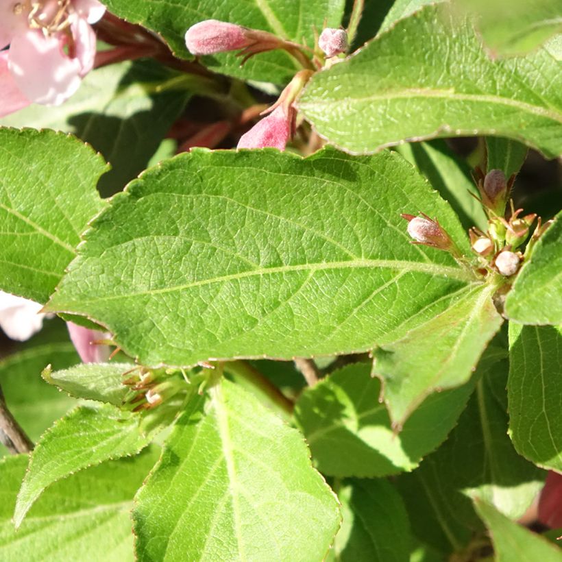 Weigela florida Polka (Follaje)