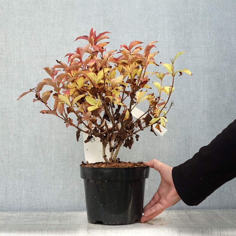 Ejemplar de Weigela Cherry Love - Veigela Maceta 3L/4L entregado en otoño