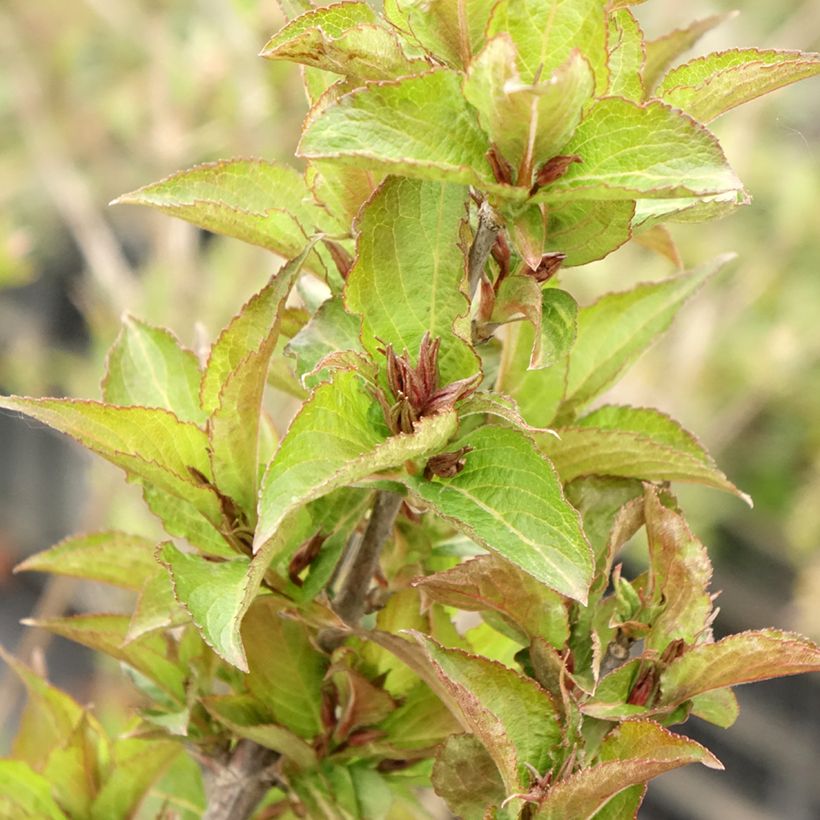Weigela Cherry Love - Veigela (Follaje)