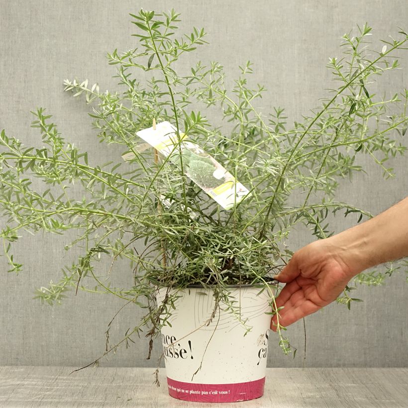 Ejemplar de Westringia fruticosa Mundi - Romero australiano Maceta 4L/5LAltura de entrega aprox. 20/30cm entregado en verano