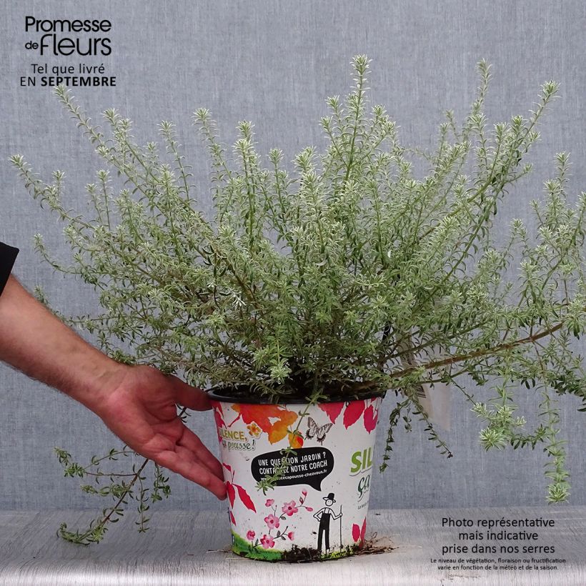 Ejemplar de Westringia fruticosa Smookie - Romero australiano Maceta 3L/4L entregado en otoño