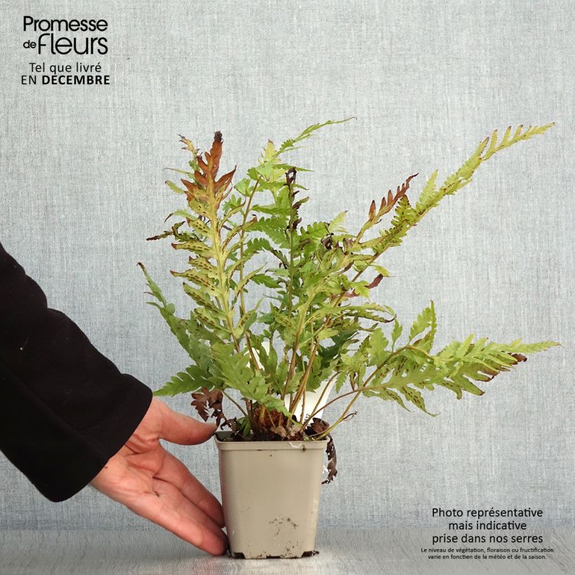 Ejemplar de Woodwardia fimbriata - Helecho de cadenas gigante Maceta de 8/9 cm entregado en otoño