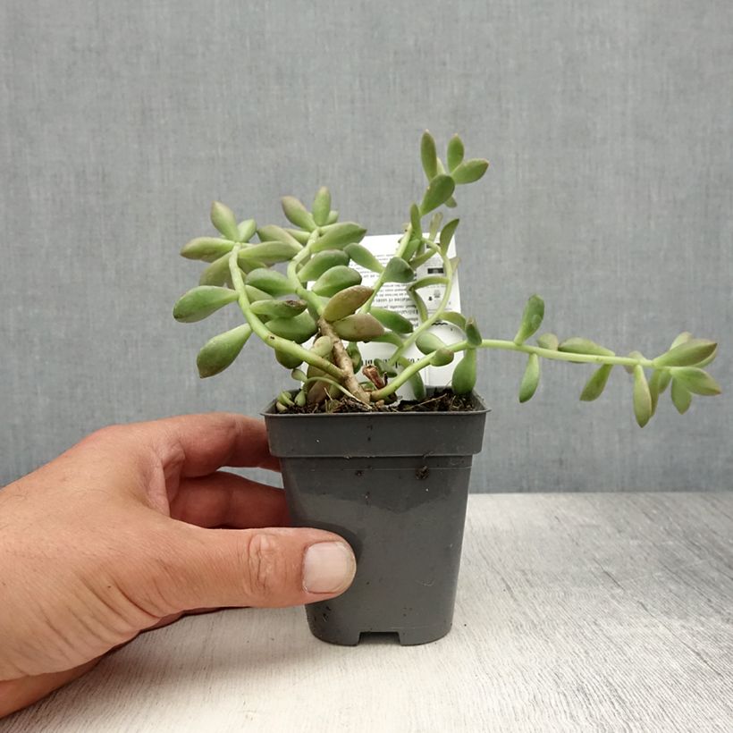 Ejemplar de Graptosedum Bronze Maceta de 8/9 cm entregado en verano