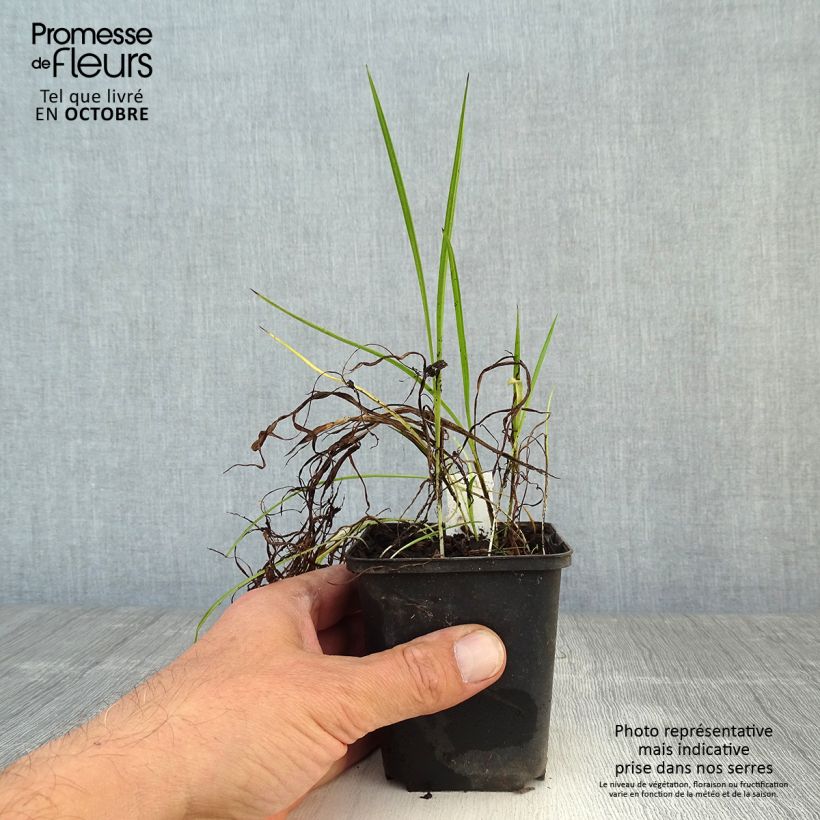 Ejemplar de Rhodoxis Ria Maceta de 8/9 cm entregado en otoño