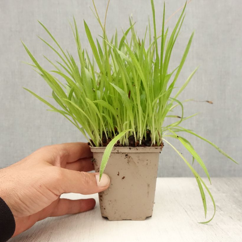Ejemplar de Rhodoxis Ria - Rhodohypoxis Godet de 8/9 cm entregado en verano