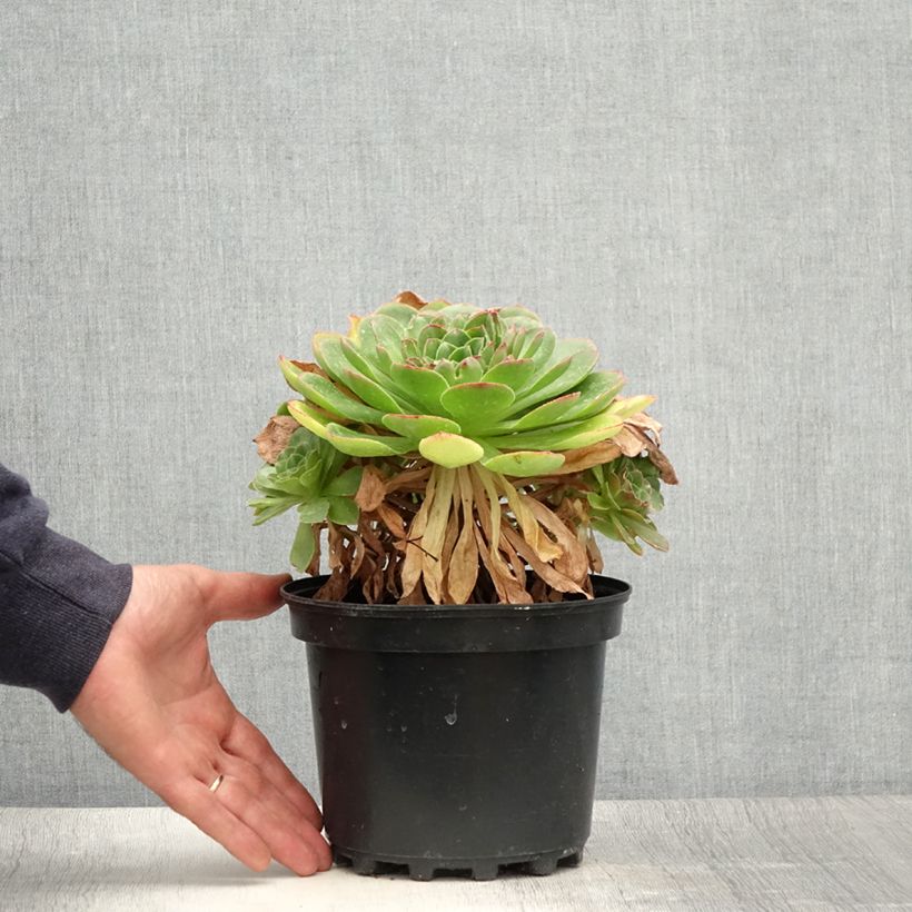 Ejemplar de Semponium Diamond Pot de 2L/3L entregado en verano