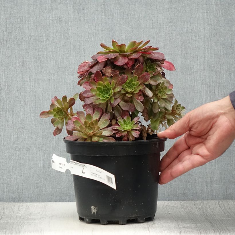 Ejemplar de Semponium Sienna Pot de 2L/3L entregado en verano