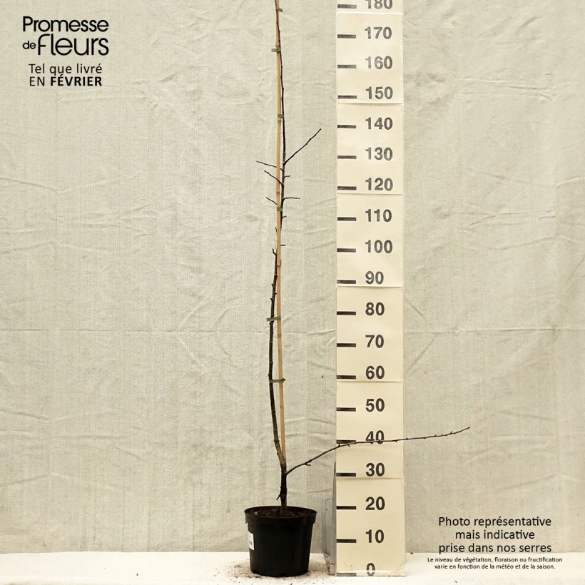 Sorbopera - x Sorbopyrus auricularis Maceta 4L/5L Ejemplar entregado en invierno