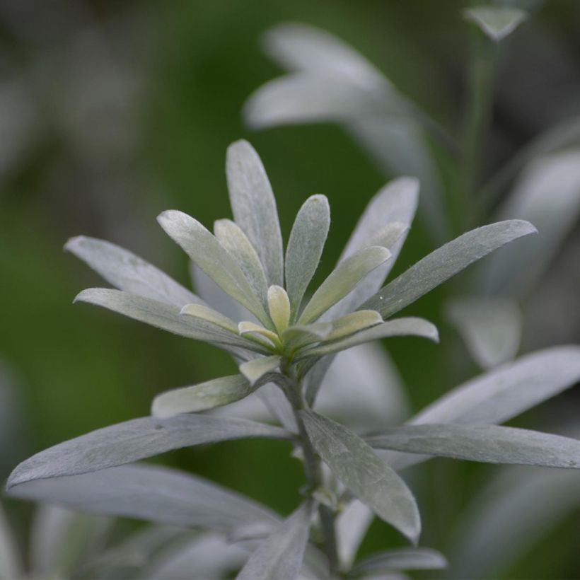 Yucca filamentosa - Aguja de Adán (Follaje)