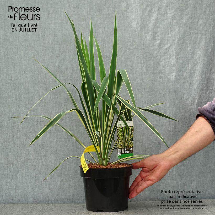 Ejemplar de Yucca filamentosa Bright Edge - Aguja de Adán Maceta 2L/3LAltura de entrega aprox. 40/50cm entregado en verano