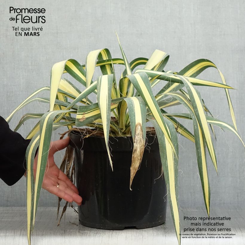 Yucca filamentosa Colour Guard - Aguja de Adán Maceta 7,5L/10LAltura de entrega aprox. 40/60cm Ejemplar entregado en la primavera