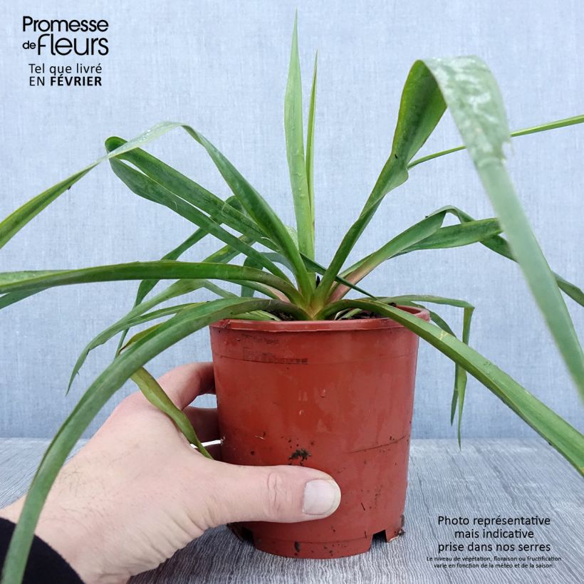 Yucca filamentosa - Aguja de Adán Maceta 1L/1,5L Ejemplar entregado en invierno