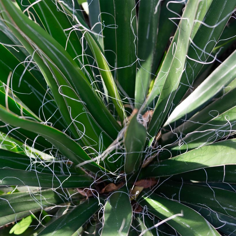 Yucca filifera - Palma china (Follaje)