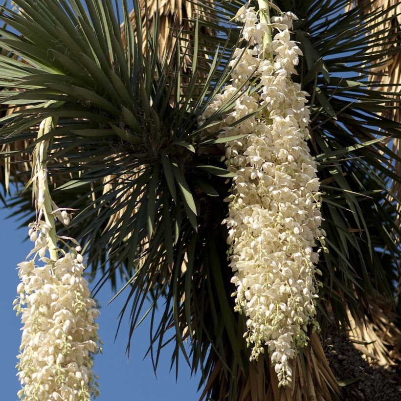 Yucca filifera - Palma china (Floración)