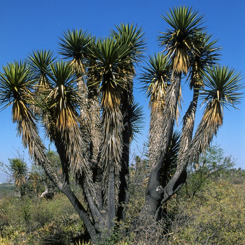 Yucca filifera - Palma china (Porte)
