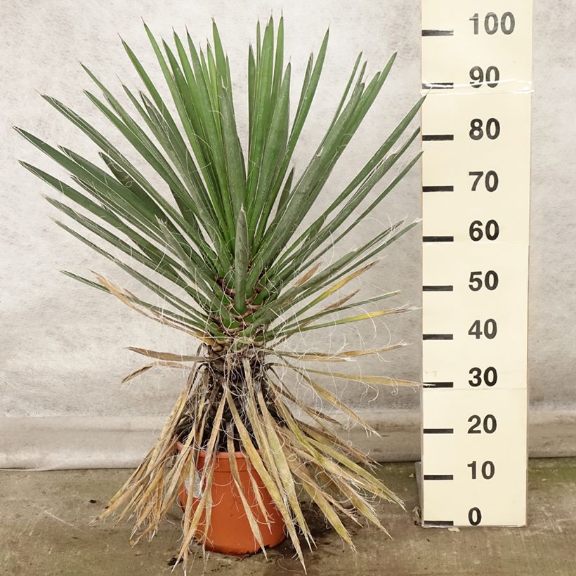 Ejemplar de Yucca filifera - Palma china Maceta 7,5L/10L entregado en otoño