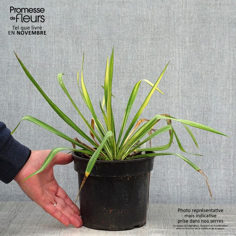 Ejemplar de Yucca flaccida Golden Sword Maceta 2L/3L entregado en otoño