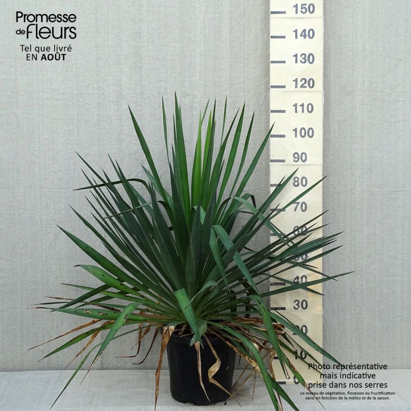 Ejemplar de Yucca gloriosa - Daga española Maceta 7,5L/10LAltura de entrega aprox. 40/+cm entregado en verano