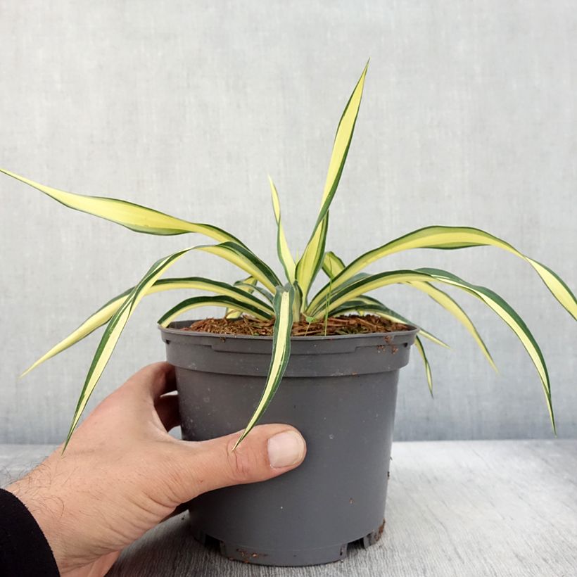 Ejemplar de Yucca gloriosa Variegata - Daga española Maceta 2L/3L entregado en otoño