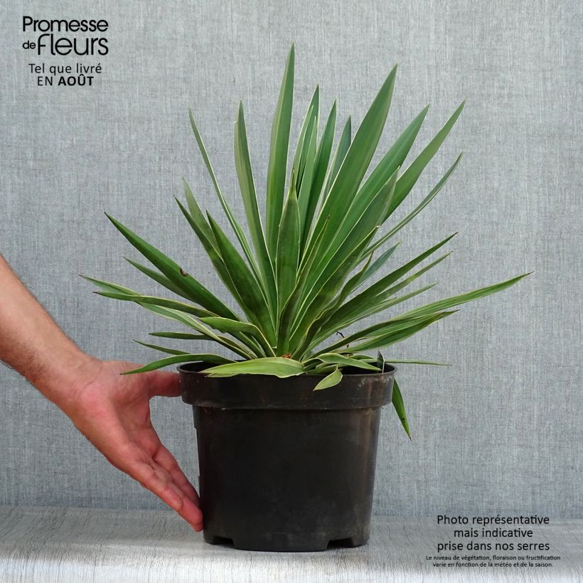 Ejemplar de Yucca gloriosa Variegata - Daga española Maceta 2L/3LAltura de entrega aprox. 20/25cm entregado en verano