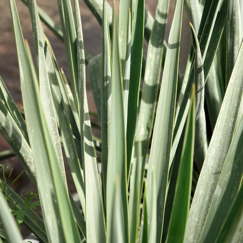 Yucca rigida Blue Sentry - Yuca rígida (Follaje)