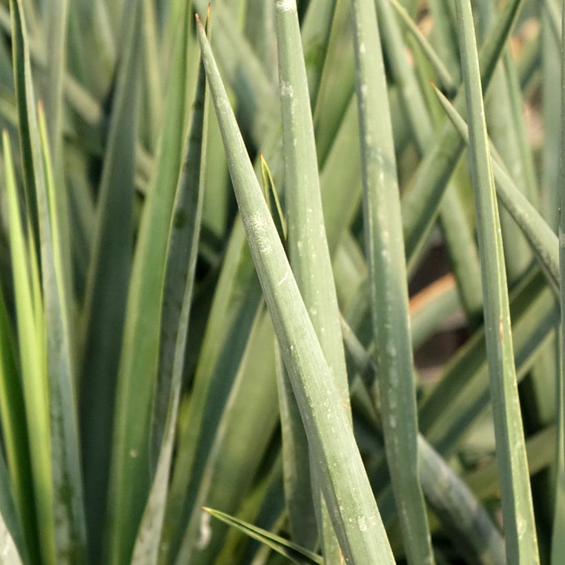 Yucca rigida Blue Sentry - Yuca rígida (Follaje)
