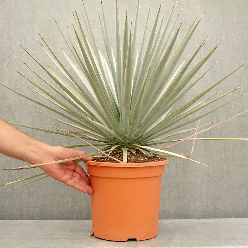 Ejemplar de Yucca rigida - Yuca rígida Maceta 7,5L/10L entregado en verano