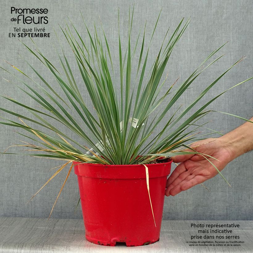 Ejemplar de Yucca rostrata - Yuca rostrata Maceta 4L/5L entregado en otoño