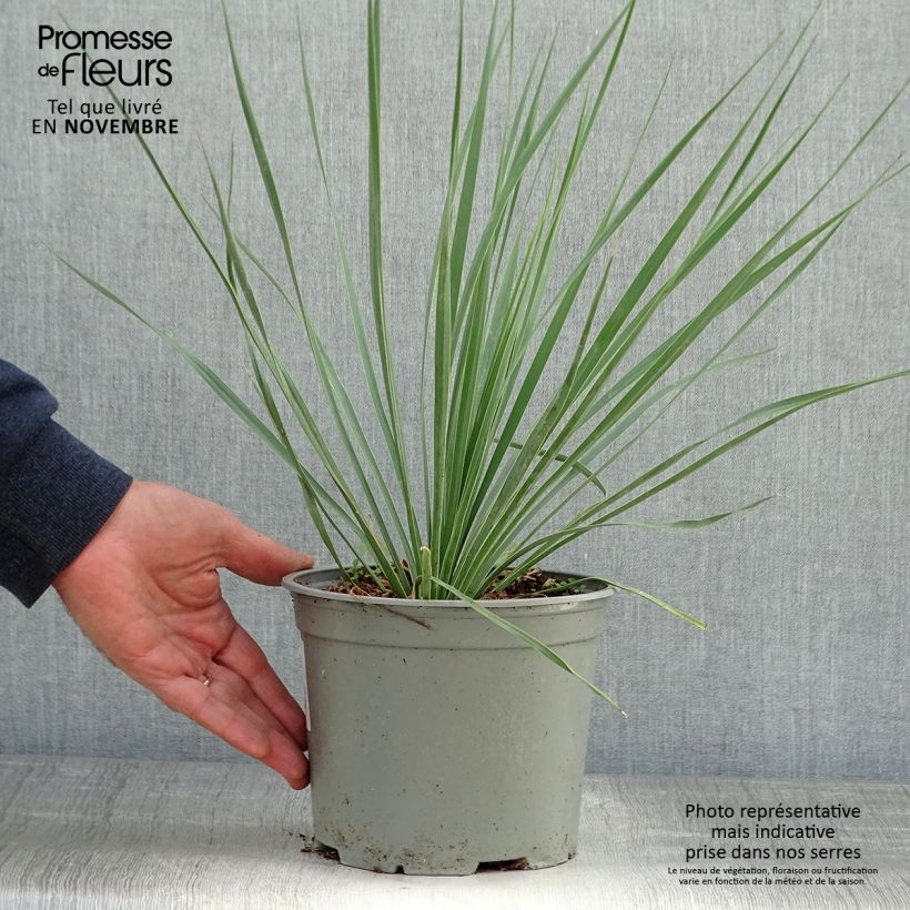 Ejemplar de Yucca rostrata Sapphire Skies - Yuca rostrata Maceta 3L/4L entregado en otoño