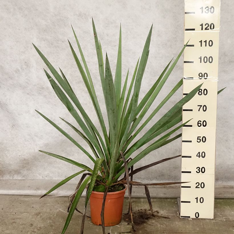 Ejemplar de Yucca torreyi - Yuca de Torrey Maceta 7,5L/10L entregado en otoño