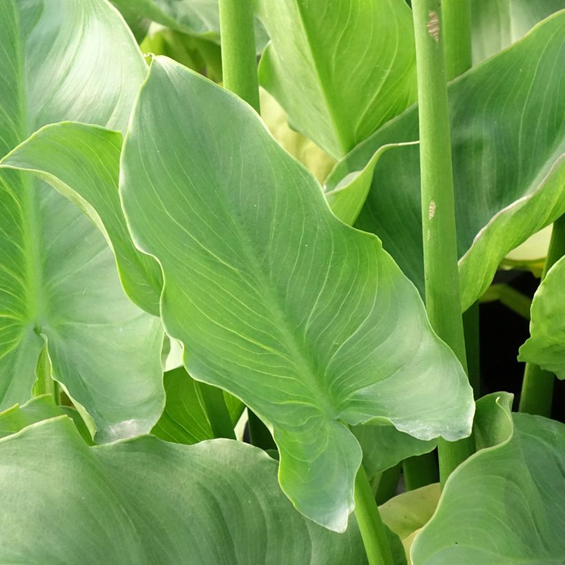 Zantedeschia aethiopica Pink Flamingo - Cala (Follaje)