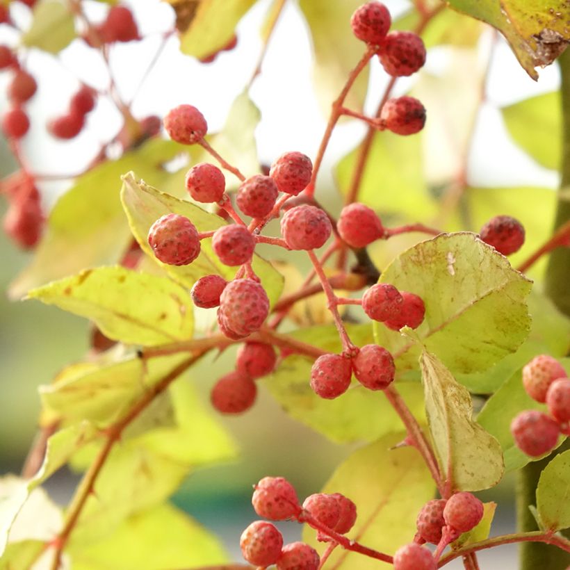 Zanthoxylum americanum - Fresno espinoso (Cosecha)
