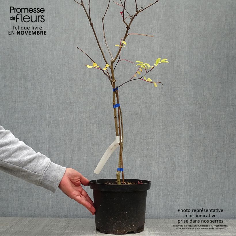 Ejemplar de Pimientero coreano - Zanthoxylum coreanum Maceta 4L/5L entregado en otoño
