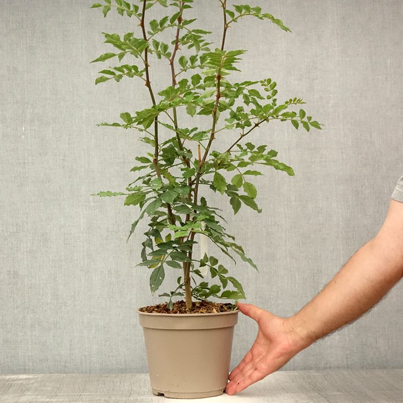 Ejemplar de Pimentero japonés - Zanthoxylum simulans Maceta 2L/3LAltura de entrega aprox. 30/40cm entregado en verano