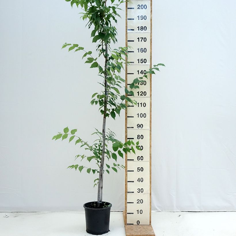 Ejemplar de Zelkova serrata Maceta 7,5L/10L entregado en verano