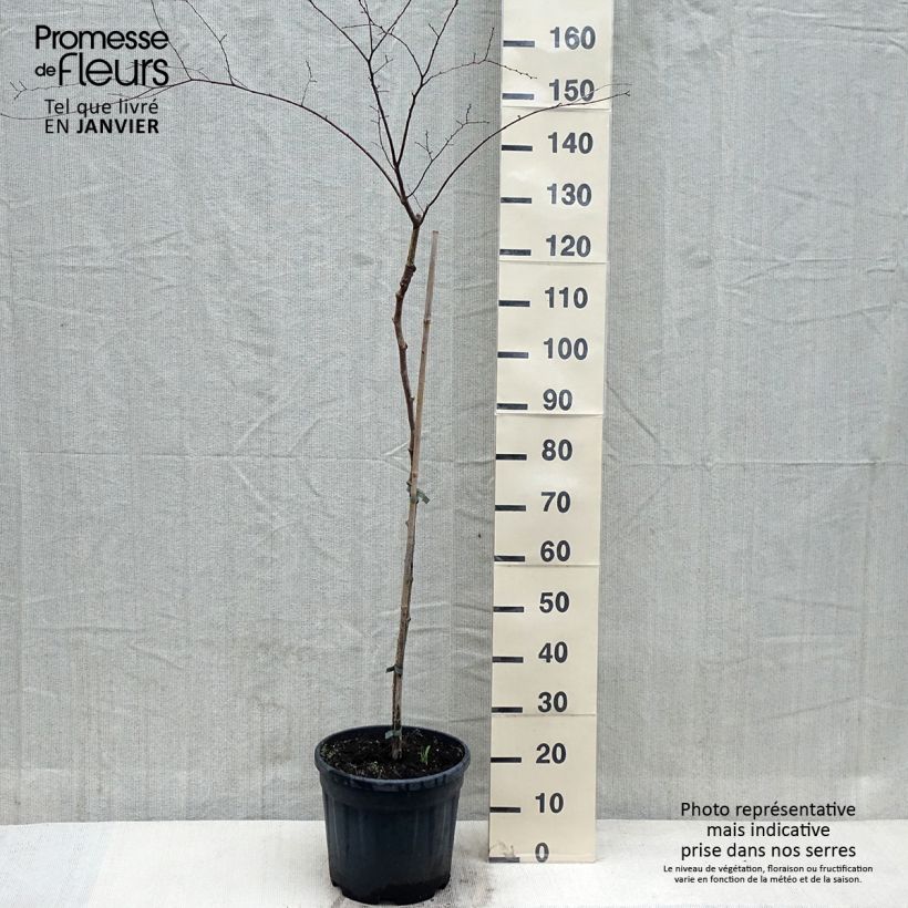 Zelkova serrata Variegata Maceta 7,5L/10L Ejemplar entregado en invierno