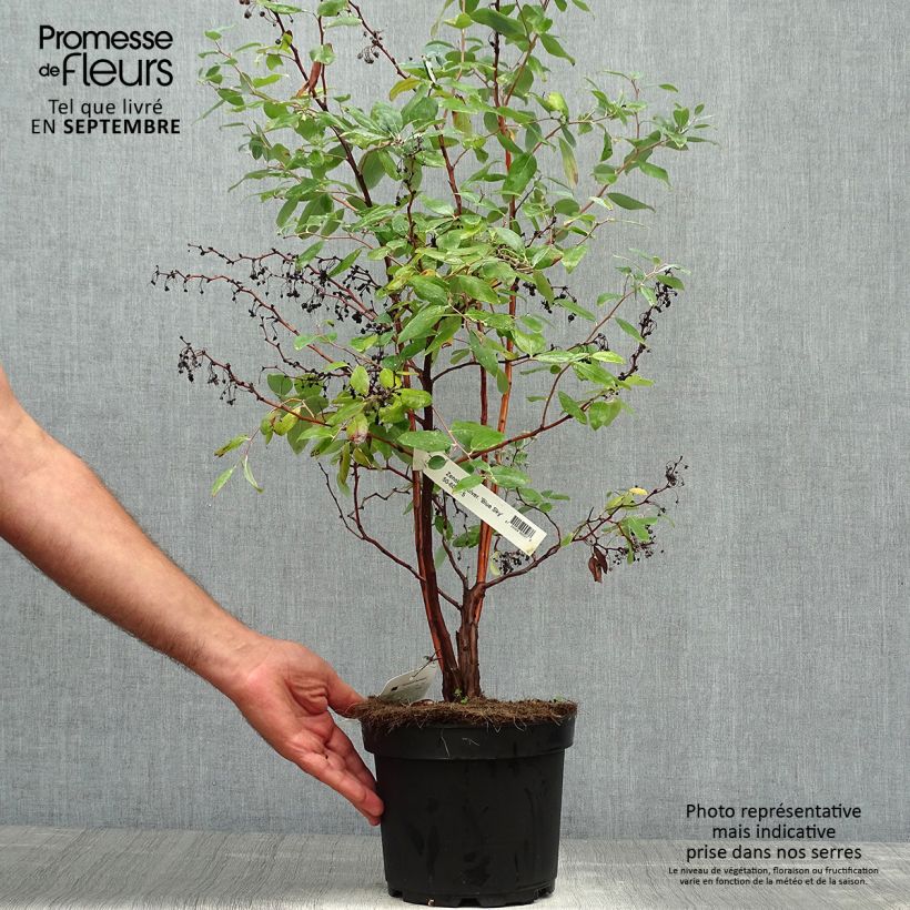 Ejemplar de Zenobia pulverulenta Blue Sky Maceta 7,5L/10L entregado en otoño