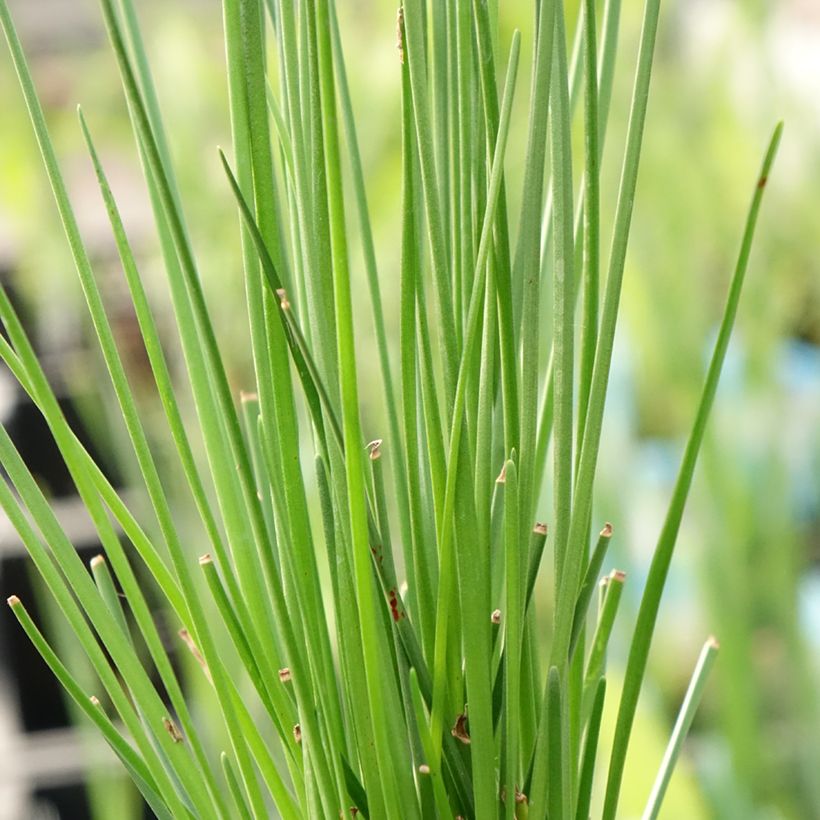 Zephyranthes candida - Lirio de lluvia blanco (Follaje)