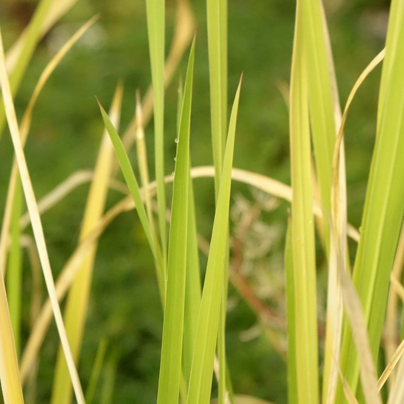 Zizania latifolia (Follaje)