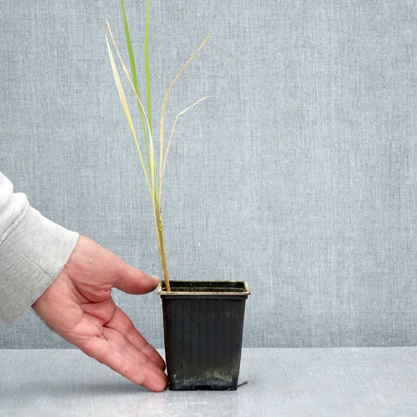 Ejemplar de Zizania latifolia Maceta de 8/9 cm entregado en verano