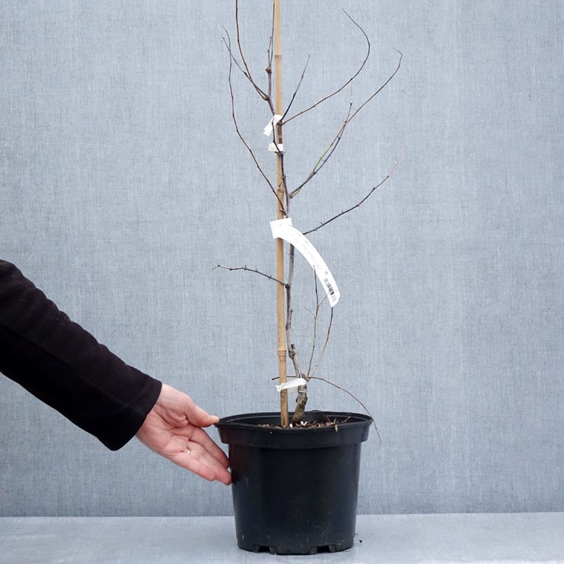 Azufaifo Li - Ziziphus jujuba Maceta 3L/4L, Formación arbustivaAltura de entrega aprox. 30/40cm Ejemplar entregado en la primavera