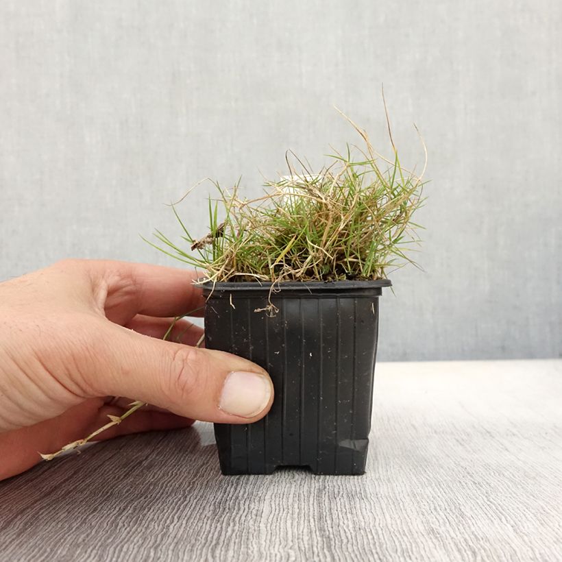 Ejemplar de Zoysia tenuifolia Maceta de 8/9 cm entregado en otoño