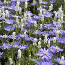 Colección Pequeños Bulbos de primavera Blanco/Azul