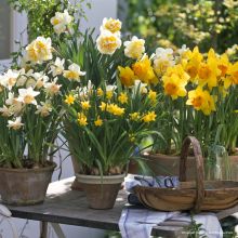 Maceta de Narcisos