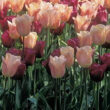 Armon&iacute;a de Tulipanes Albaricoque y P&uacute;rpura