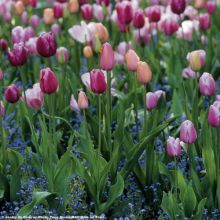 Armon&iacute;a de tulipanes Dulzura de Parma